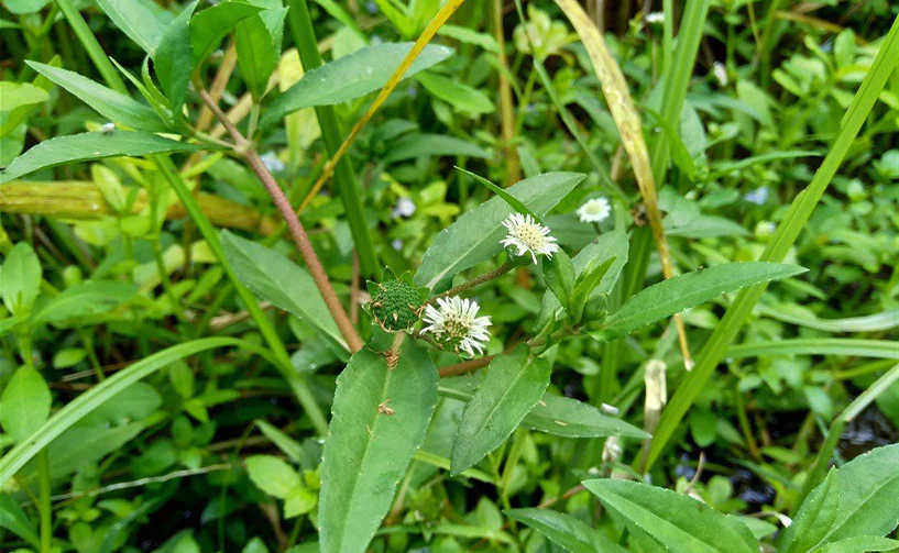 how to identify Bhringraj plant (2)