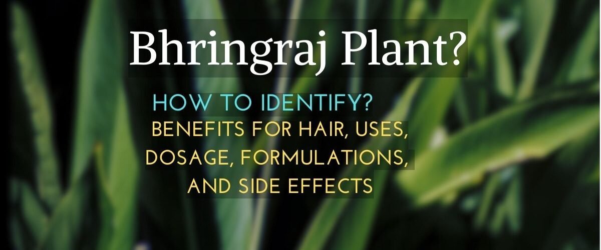 how to identify Bhringraj plant