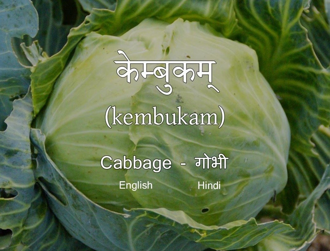 Vegetables Name in Sanskrit Cabbage