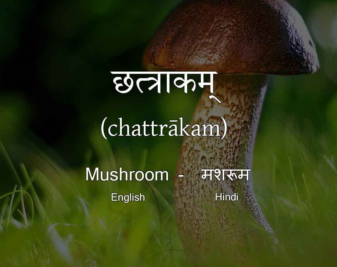 Vegetables Name in Sanskrit Mushroom